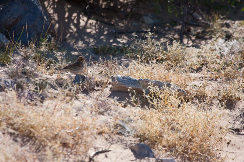 Little Bunting